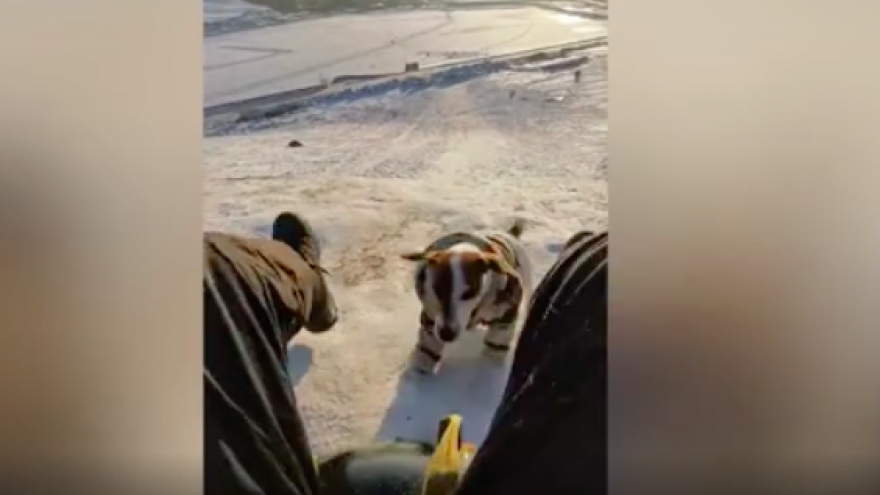 Chú chó là trợ lý đắc lực biết kéo xe trượt tuyết cho chủ